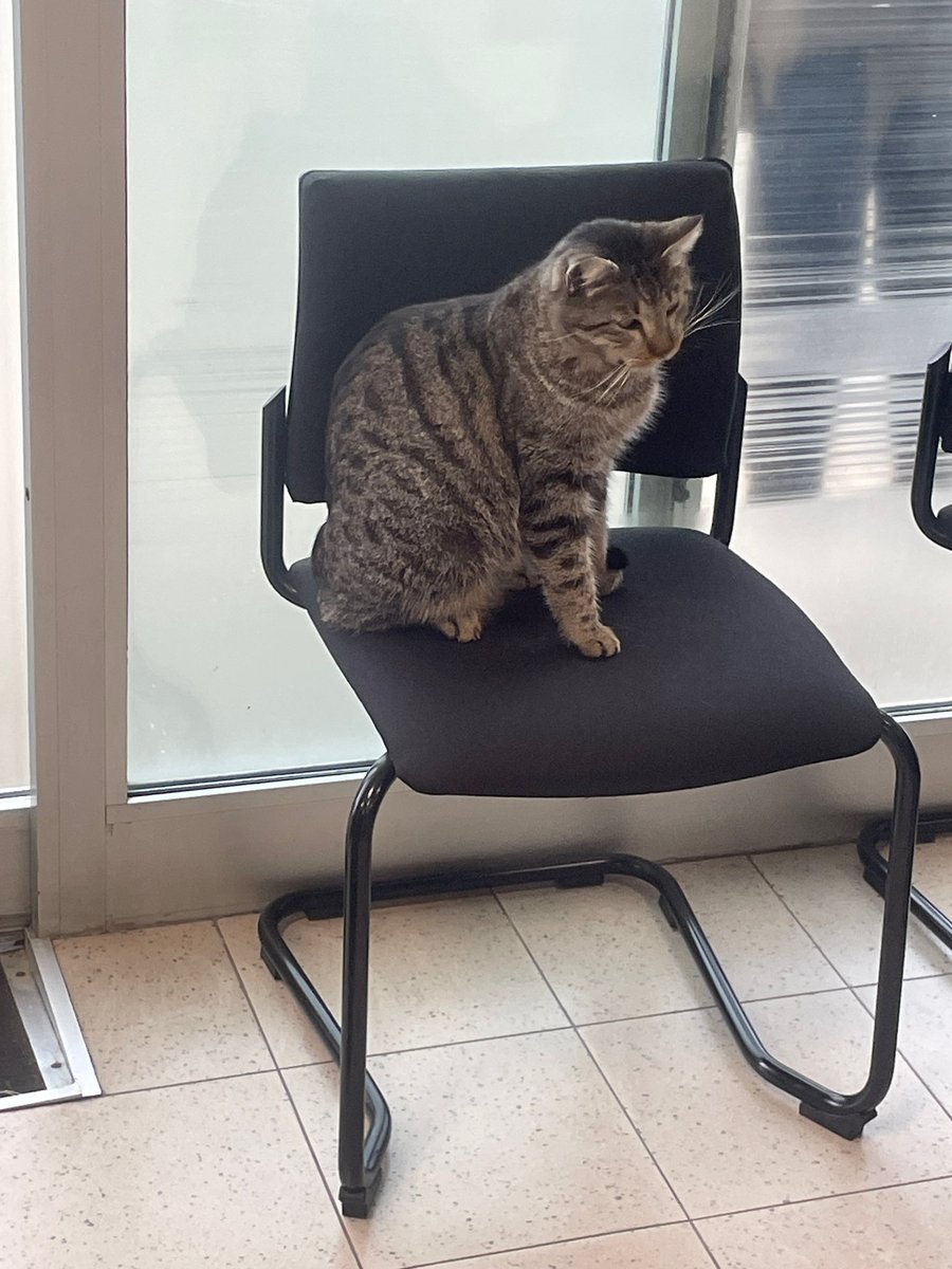 Vi presento il gatto del lavoro (sta qua da 10 anni) si chiama Giuseppe