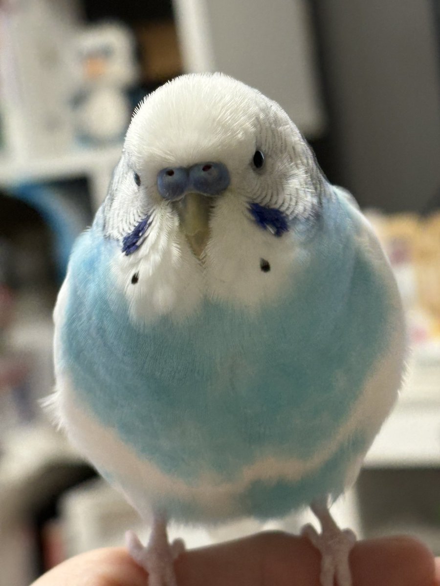 パル (@palpal_rainbow) / Posts / X