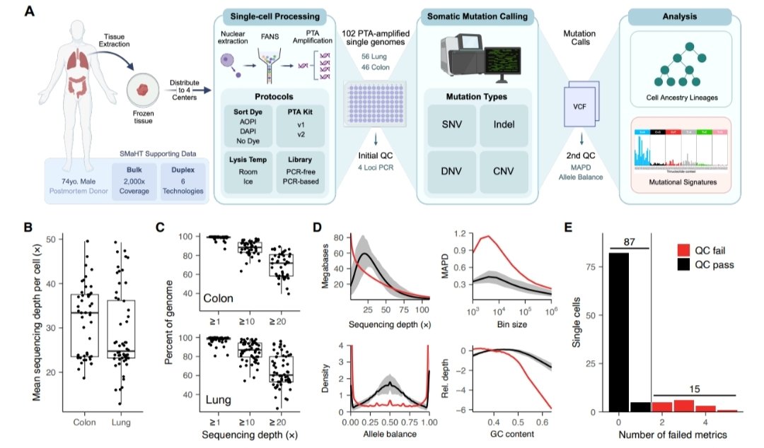 ascanet's tweet image. Lovelace Luquette ... Alexej Abyzov performed primary template-directed amplification and sequencing of 102 nuclei from postmortem lung and colon tissues of a 74-year-old male. 

➡️biorxiv.org/content/10.110…

#SingleCell #SpatialBiology