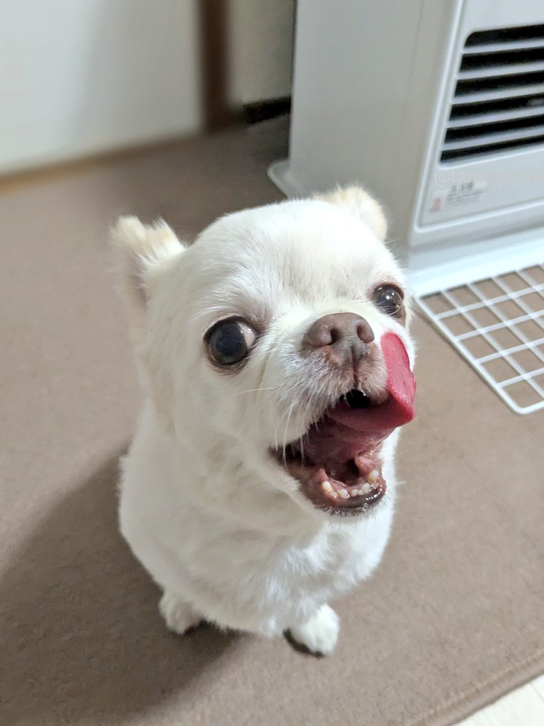 tamayun54's tweet image. ごは〜ん🐶🍚🍚🍚