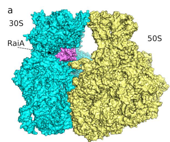 TheBouraLab's tweet image. New preprint alert! #cryoEM #ribosomes #antibiotics  *Structure of the Hibernating Francisella tularensis Ribosome and Mechanistic Insights into Its Inhibition by Antibiotics* | Klima &amp;amp; Silhan et al., 2025 doi.org/10.1101/2025.1…
@CzechAcademy
@NIVBcz
@IOCBPrague
@EvzenBoura
