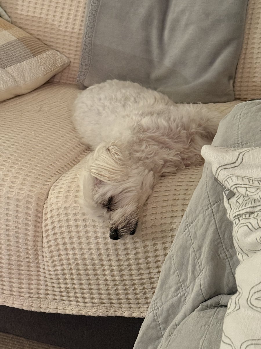 そんな寝方でいいの？
頭だけ落ちかけてるけど😅

#マルチーズ #寝方が変