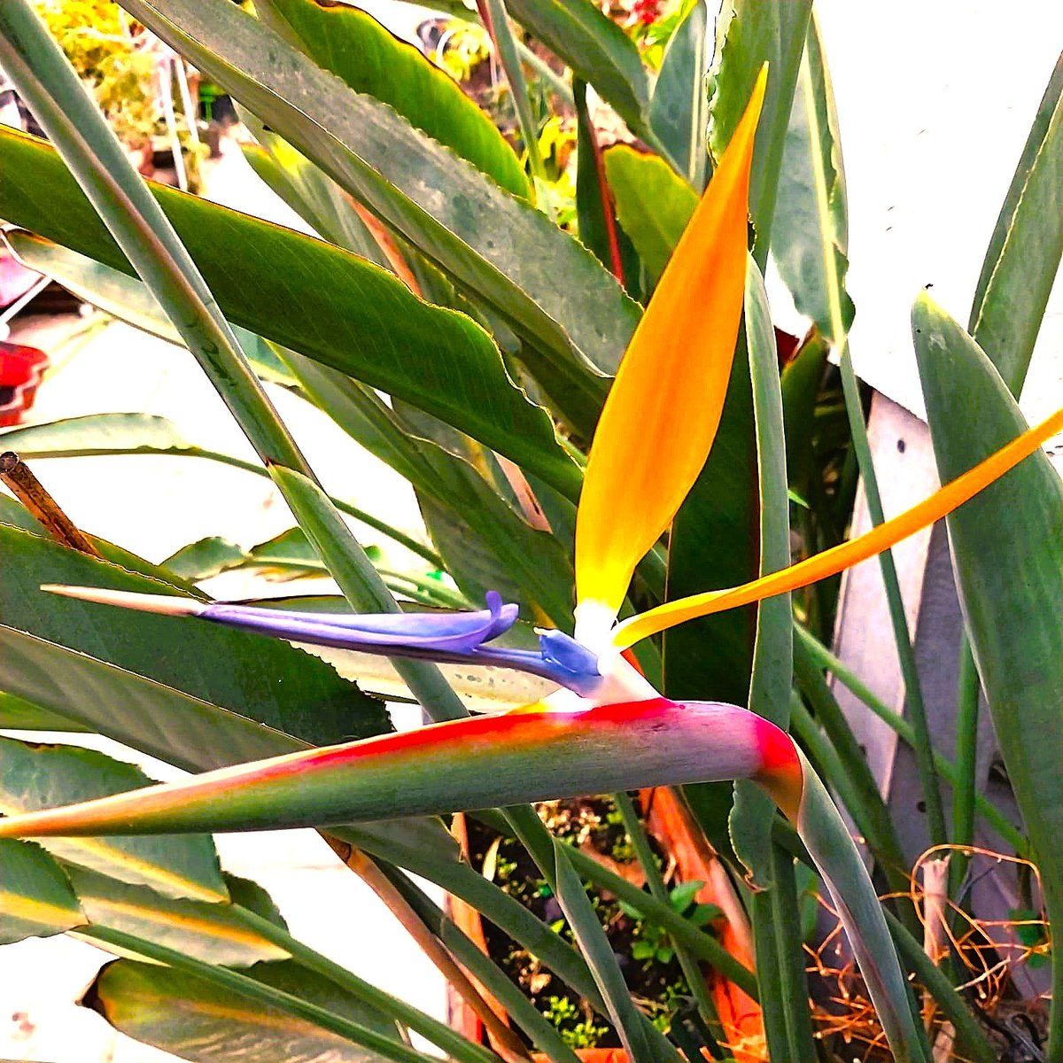 Happy Thanksgiving America