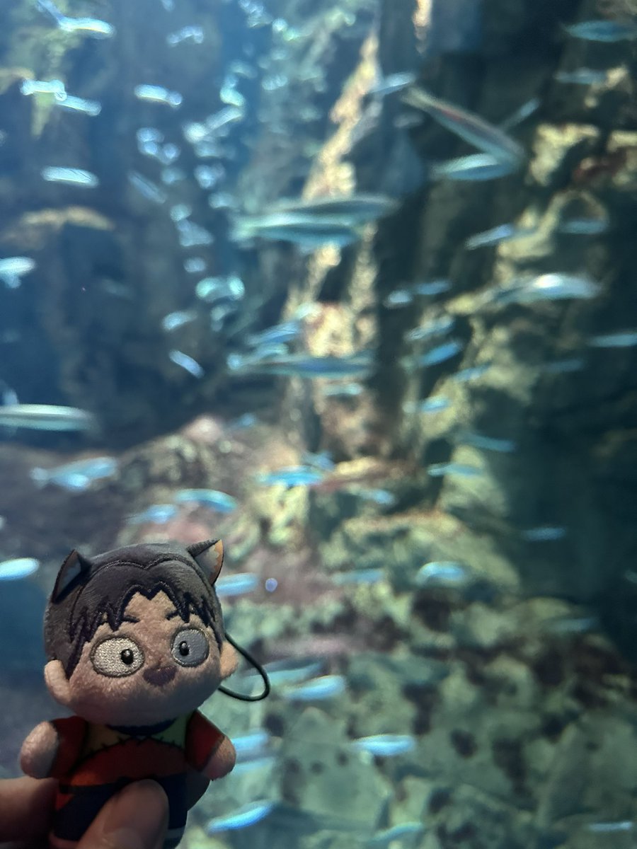 krちゃん、ジンベイザメだよ。
ジンベイザメ、krちゃんだよ！

という訳で海遊館に来ておりました！！
イワシを見たらkrちゃんは｢うまそー！！打ったらいくらになるかな……🤩｣とか言いそうだと思っていた🤣