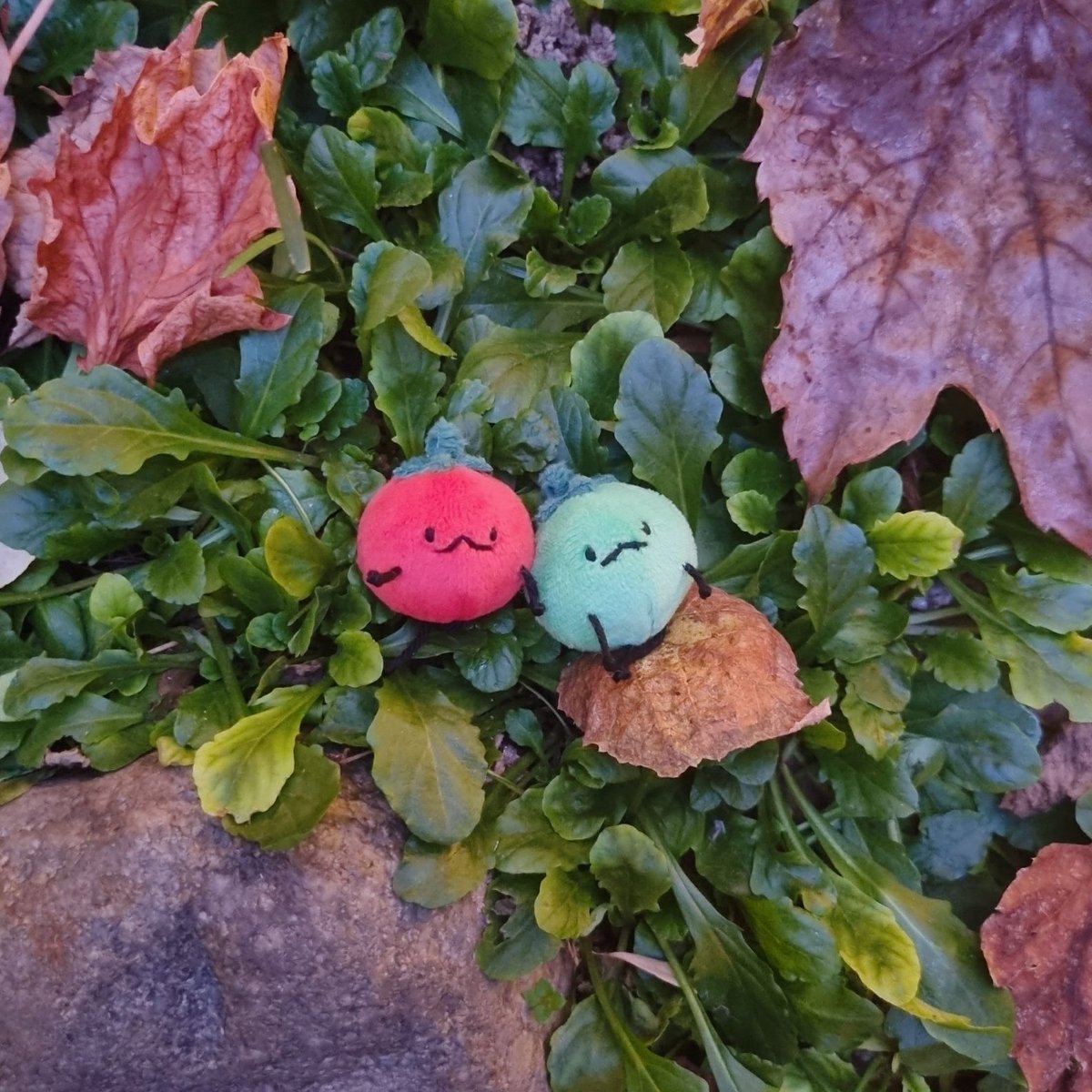 RT🍅) 11월 4차 - 쪼꼬마토 신청 안내입니다.

신청 날짜 : 11월 27일 22시 ~ 

자세한 내용은 폼을 참고해주세요!

폼 &gt; witchform.com/deposit_form.p…