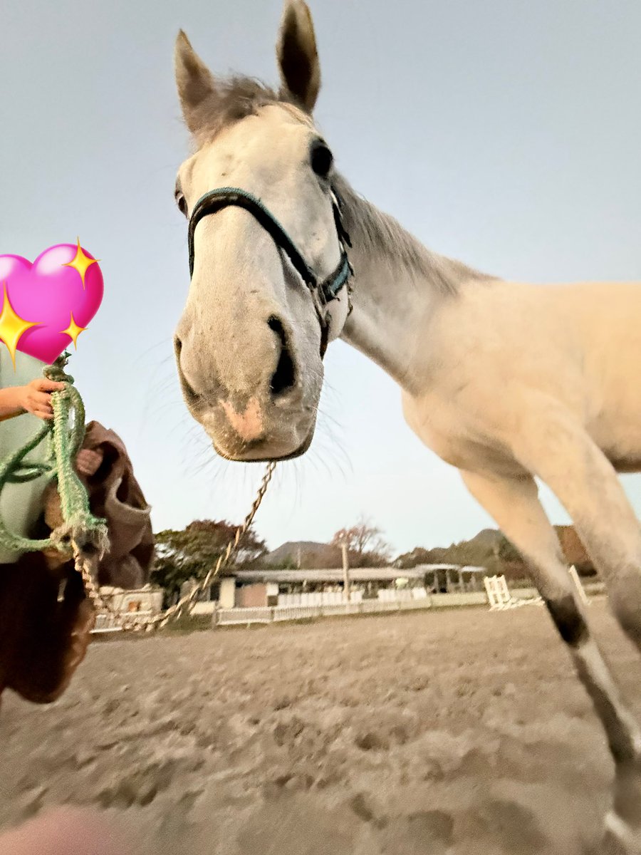 しろまる (@shiro1maru) / Posts / X