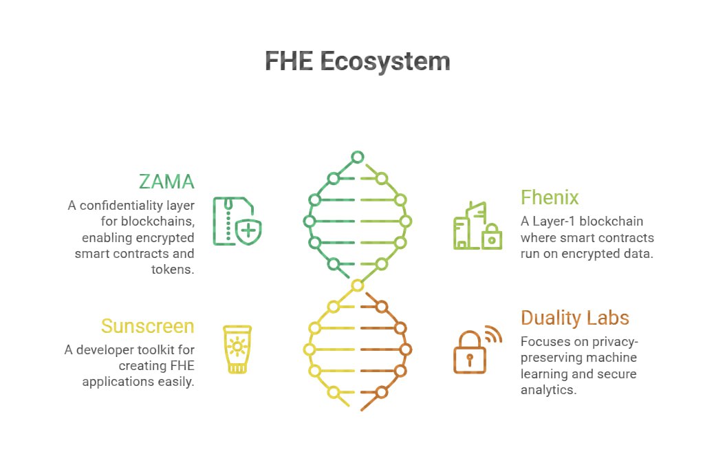 sudhansusss's tweet photo. What is FHE  and is Zama the only project using FHE ? 

Fully homomorphic encryption (FHE) is a special kind of encryption scheme and it allows anyone to perform computations directly on encrypted data without decrypting it . 

This unlocks real privacy on blockchains by allowing things like:-

➡️ Private transactions
➡️ Confidential tokens
➡️ Encrypted smart contracts
➡️ Private Al models
➡️ Secure on-chain identity.

Btw most of people think @zama is the only project that uses FHE , but actually its different . 

There are many projects who works on the basis if FHE and they are :- 

1️⃣ ZAMA :- 

A full FHE-based confidentiality layer for all blockchains.

@zama is not another L1 or L2 , rather it will be live on existing blockchains . Initially it will be live on Eth mainnet in Q4 2025 and then subsequently will be live on other blockchains in Q1 2026 .

So it brings encrypted smart contracts, confidential tokens, and private transactions to any chain without bridging.

2️⃣ Fhenix :- 

@fhenix is one of the earliest projects that based on FHE and a Layer-1 blockchain where smart contracts run on encrypted data. 

3��⃣ Sunscreen :- 

@SunscreenTech is a developer toolkit that helps developer to write FHE applications easily.

Lets devs compile normal code into FHE-friendly circuits.

They also have a legal battel with @zama previously in 2024 👀

4️⃣ Duality Labs :- 

Focuses on privacy-preserving machine learning and secure analytics.

Uses lattice-based FHE schemes and works closely with institutions for private data collaboration.

Also some non-crypto but important web2 projects that also uses FHE are IBM FHE Toolkit and Microsoft SEAL 

#ZamaCreatorProgram