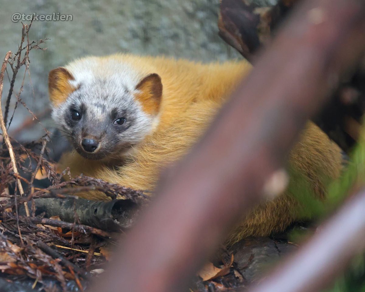 ちょっとだけ顔を見せてくれた、 #ホンドテン の「らい」君☺️ 顔は冬