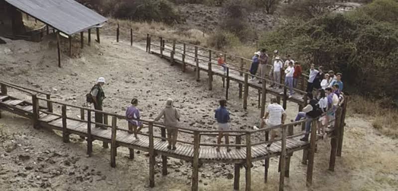 Theropithecus are quite rare infact in fossil record, so it was surprising why such high density of remains were there at first place. Many theories were formulated such as death due to unknown reason and bones were carried by flood or some predatory animal killed them.