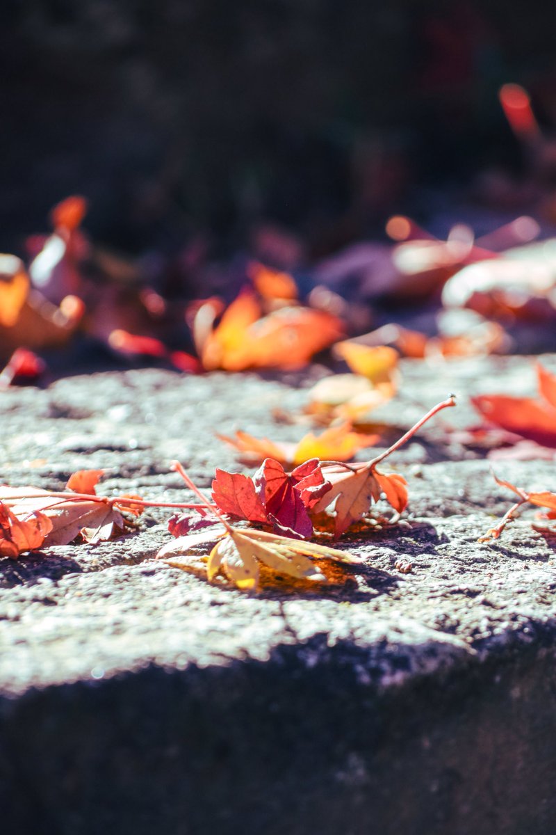 harerukitto's tweet image. #写真好きな人と繋がりたい #ファインダー越しの私の世界 #キリトリセカイ
落ち葉