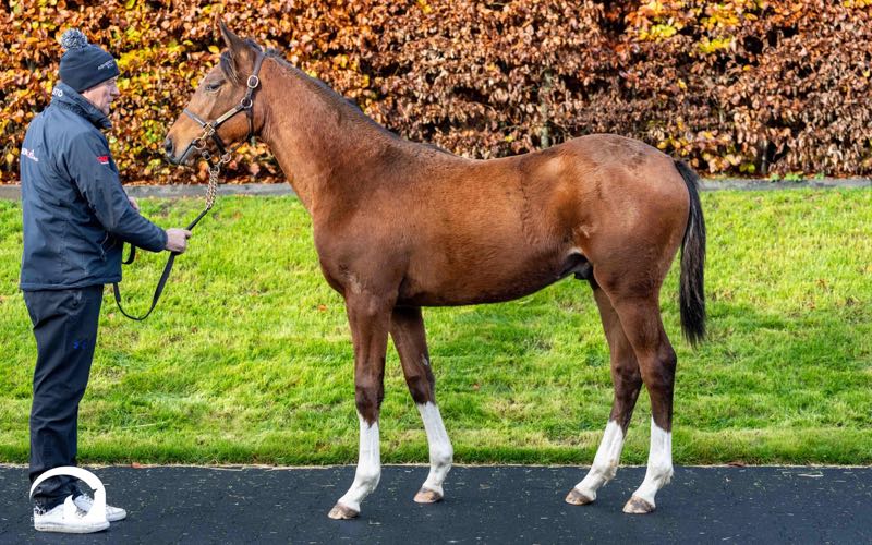 Darley in Europe tweet media
