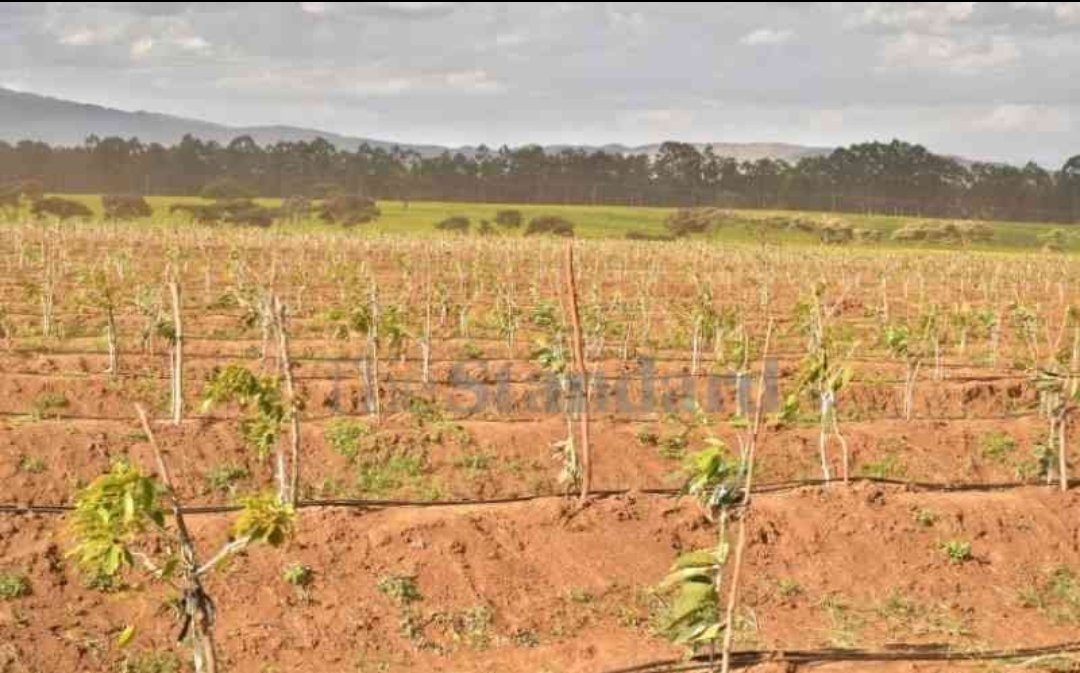 JaneFKyalo's tweet image. Granot International - Israel’s largest agricultural cooperative - is one of the world’s leading avocado producers. Known for its advanced farming technologies, precision irrigation, and strong export systems, Granot brought its expertise in Kenya. 

Their newest venture is a…