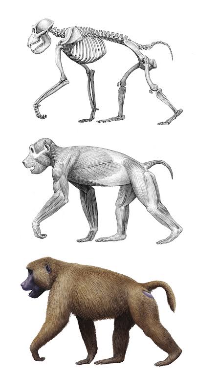 However the researchers couldn't comprehend why Homo erectus specifically targeted the juveniles and why they pursued such deadly animal who could finish them just like hippos or elephants or buffaloes and the question to this day remain a question with no objective answer.