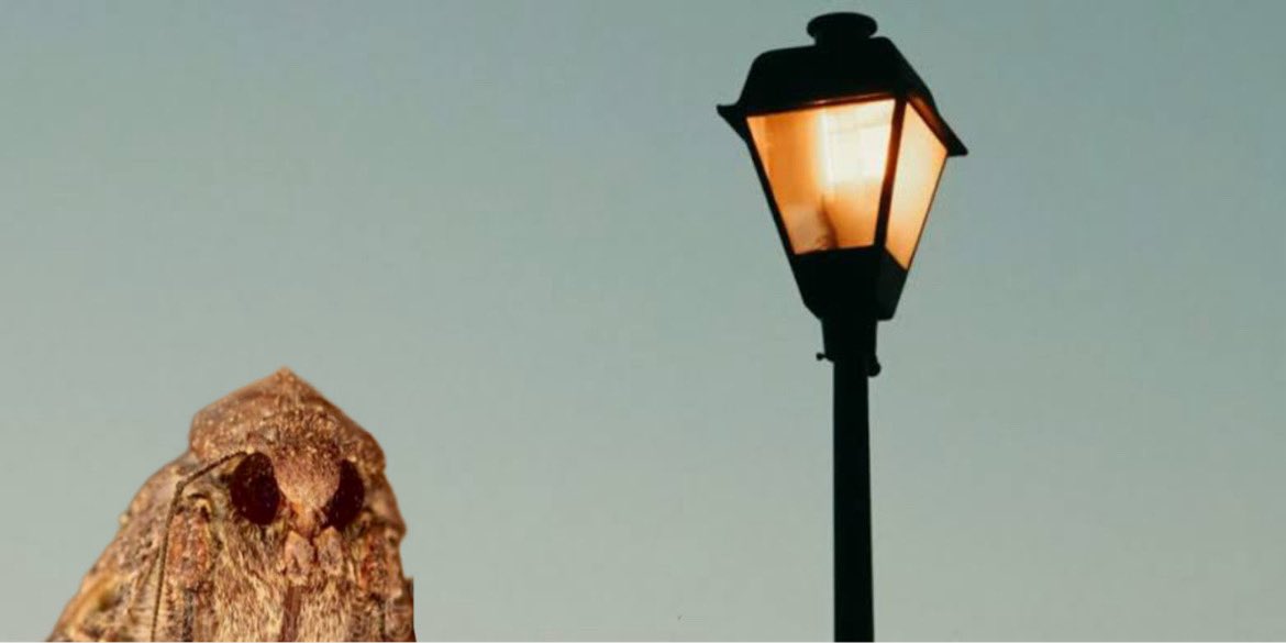 fullydunted's tweet image. Great list, but I think you forgot @mothvslamp. We crave the warmth of the Læmp!!