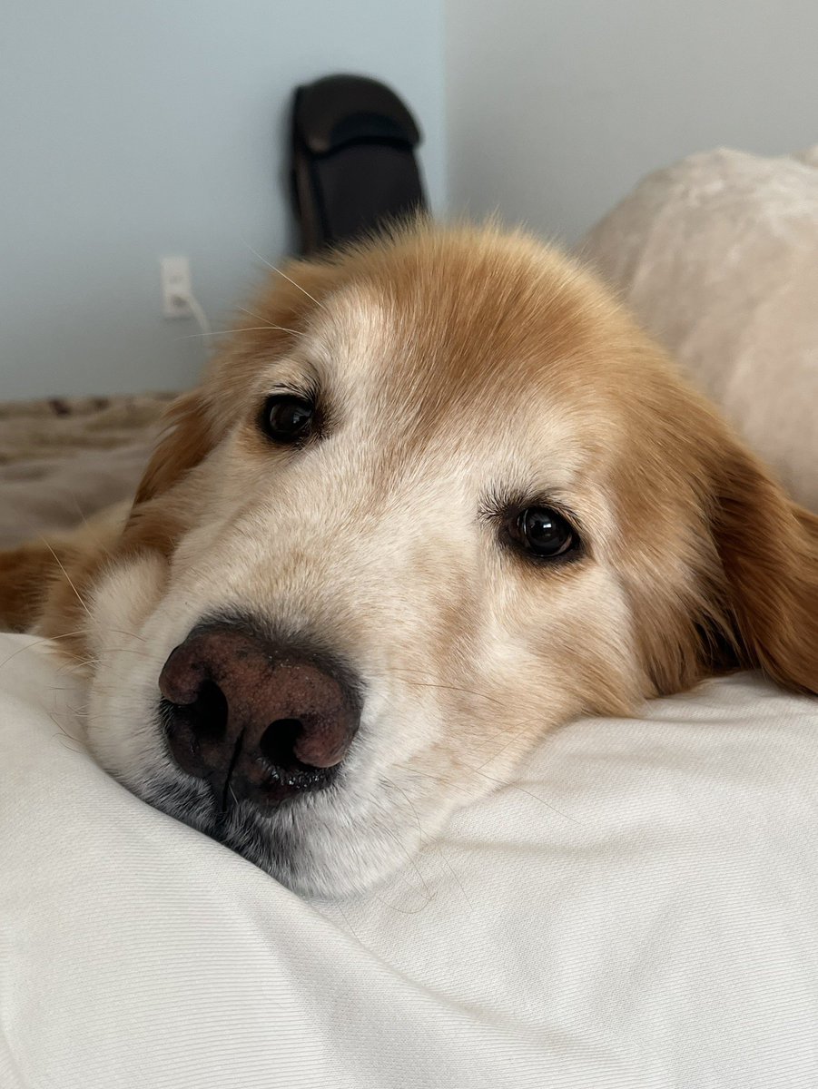 RUUK_1224's tweet image. ママのお腹のミートテックが気持ちいいらしい😆

 #ゴールデンレトリバー