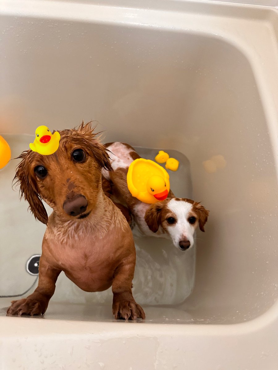 matsunonotsuma's tweet image. ﾊﾞﾊﾞﾝﾊﾞﾊﾞﾝﾊﾞﾝﾊﾞﾝ🎶
風邪ひくなよー☺️

みなさまあったかくしてね♨️

#いいふろの日