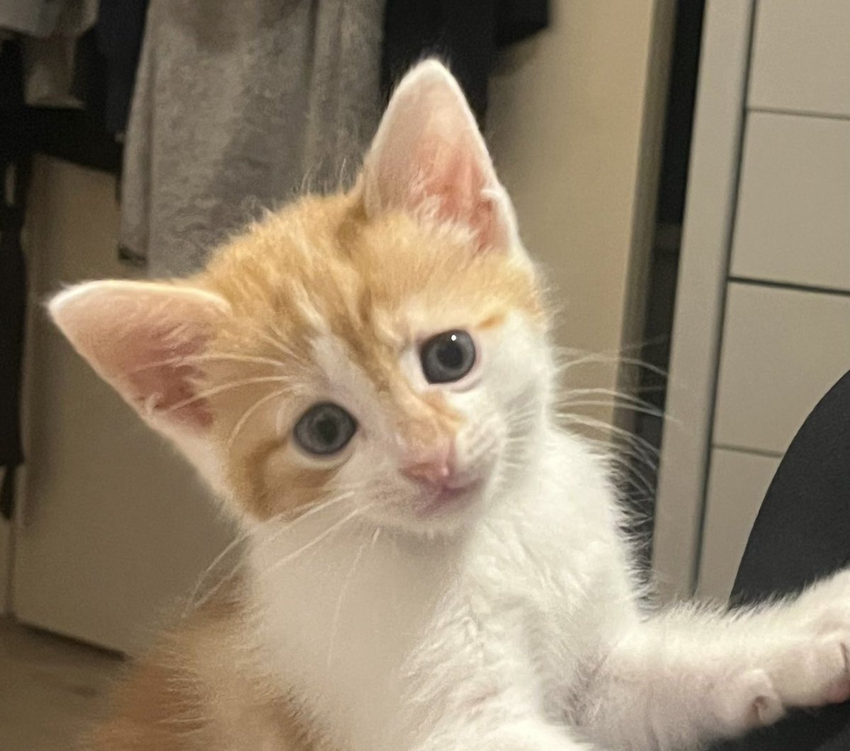 MNashCatRescue's tweet image. ❤️ &amp;amp; cuddles, fun &amp;amp; games: you’ll get plenty with this lovely bonded pair, 8-week old Nugget (ginger) &amp;amp; S’mores (tortie). A sweet &amp;amp; playful boy, Nugget loves S’mores, a bright &amp;amp; curious girl. They can’t wait to snuggle up to you! #AdoptDontShop #WhiskersWednesday #Buckinghamshire