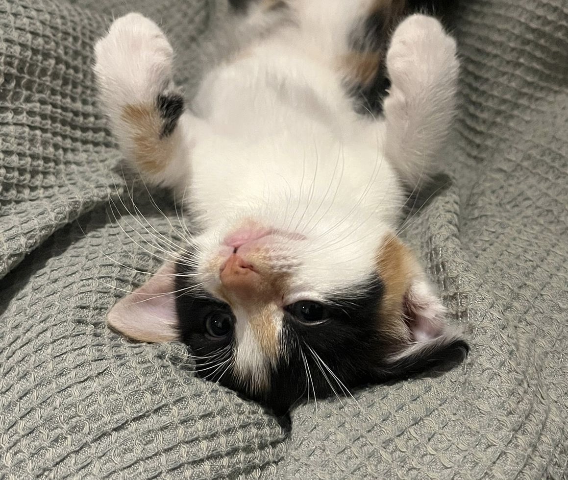 MNashCatRescue's tweet image. ❤️ &amp;amp; cuddles, fun &amp;amp; games: you’ll get plenty with this lovely bonded pair, 8-week old Nugget (ginger) &amp;amp; S’mores (tortie). A sweet &amp;amp; playful boy, Nugget loves S’mores, a bright &amp;amp; curious girl. They can’t wait to snuggle up to you! #AdoptDontShop #WhiskersWednesday #Buckinghamshire