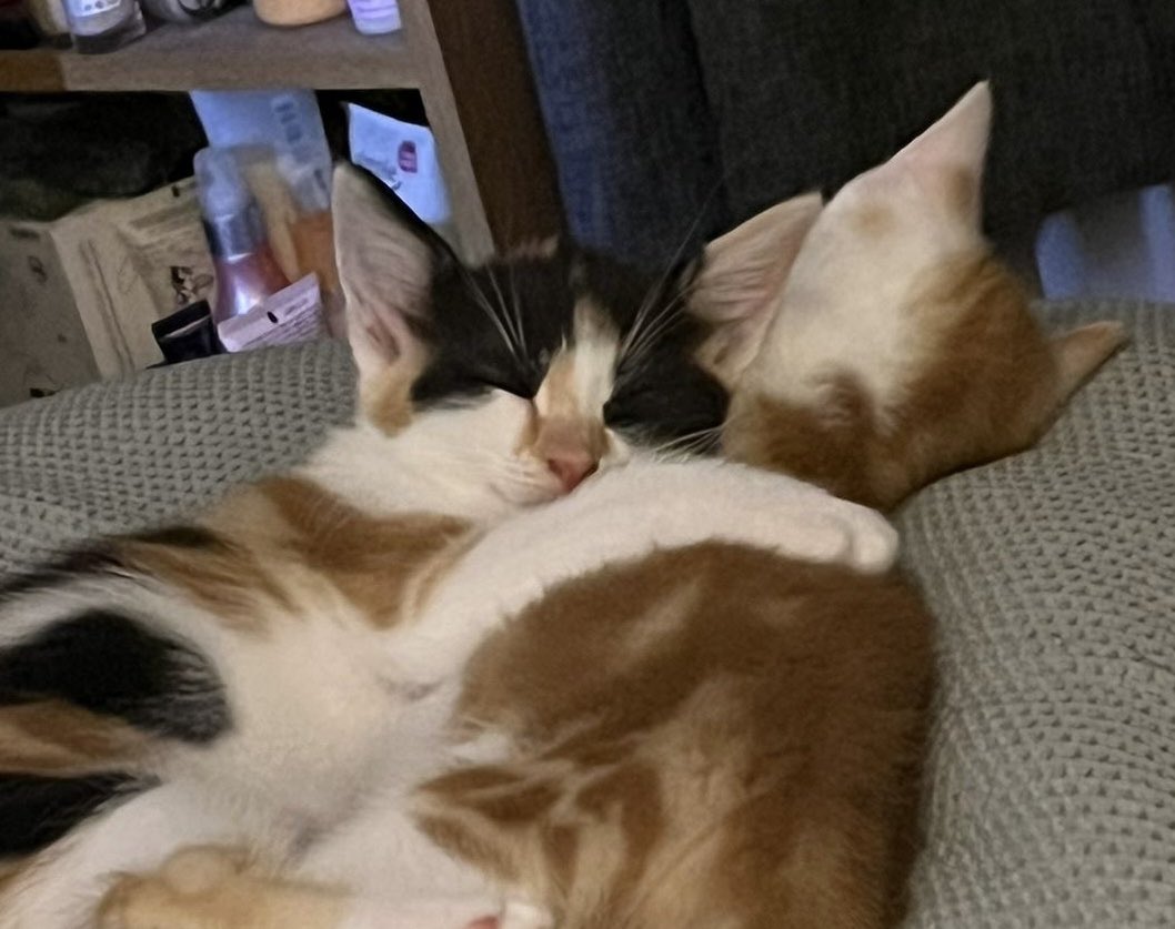 MNashCatRescue's tweet image. ❤️ &amp;amp; cuddles, fun &amp;amp; games: you’ll get plenty with this lovely bonded pair, 8-week old Nugget (ginger) &amp;amp; S’mores (tortie). A sweet &amp;amp; playful boy, Nugget loves S’mores, a bright &amp;amp; curious girl. They can’t wait to snuggle up to you! #AdoptDontShop #WhiskersWednesday #Buckinghamshire