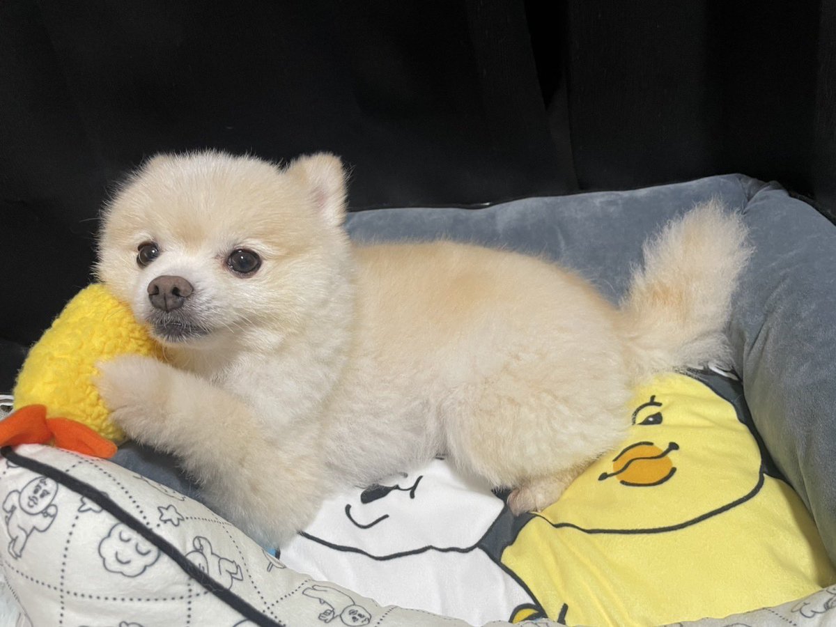 🤍にじみ🩷 (@Ckawa_Niji) / Posts / X