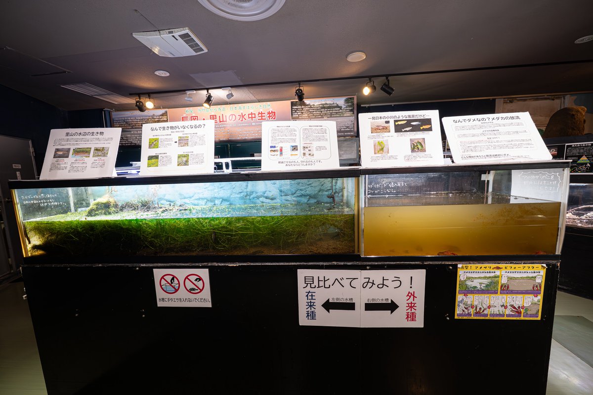 Tapirium's tweet image. ザリガニが侵入するとコレがこうなる。