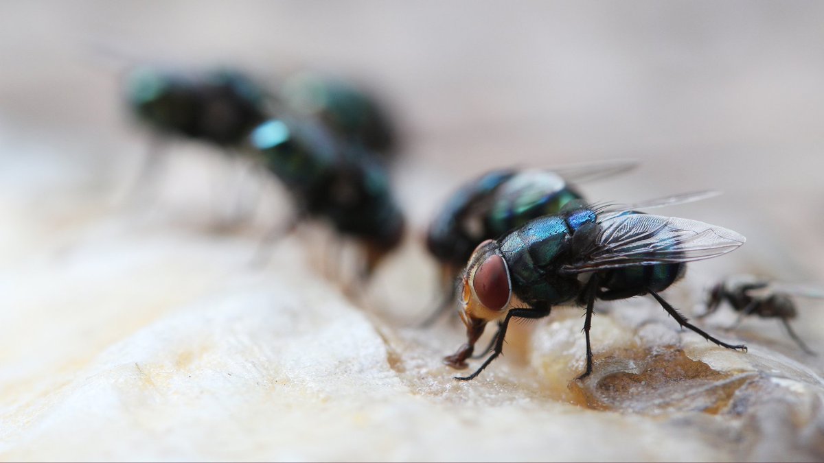 IneosOxford's tweet image. This #WorldAMRAwarenessWeek, IOI reflected on our progress to tackle AMR so far, and the challenges ahead.

Read a summary of how we marked World AMR Awareness Week here: ineosoxford.ox.ac.uk/news/ioi-marks…

#WAAW