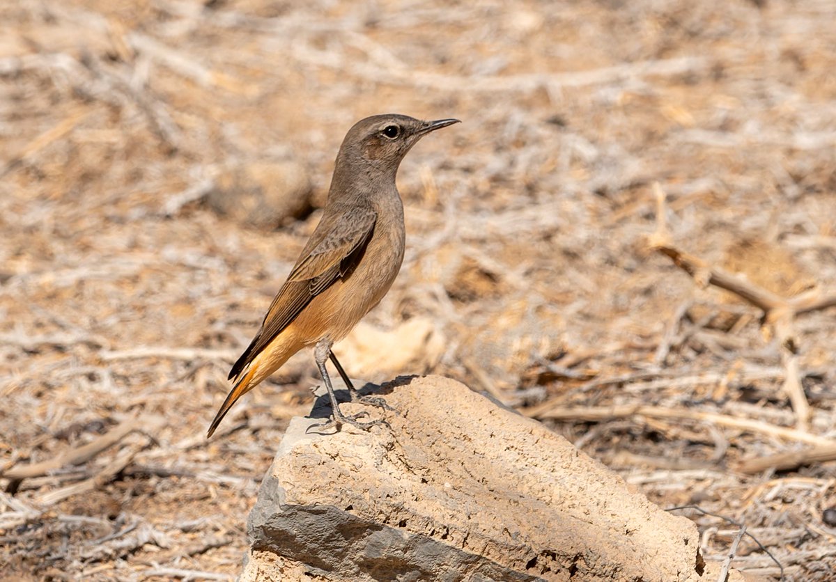 Red-tailed (Persian) Wheatears seem to be more numerous than in previous years and you can see them at most rocky/mountainous sites in the north of #Oman #birding #omanbirding #BirdsSeenIn2025 #Nikon
