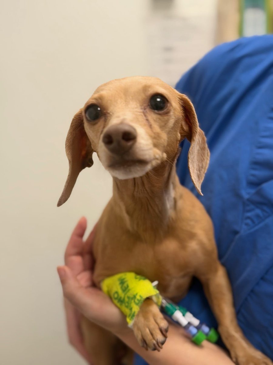 Luna's feeling a bit better today and will be able to come home soon! She'll be like bambi at first and will need to relearn to walk. But she's a fighter. We got this Luna 🌔