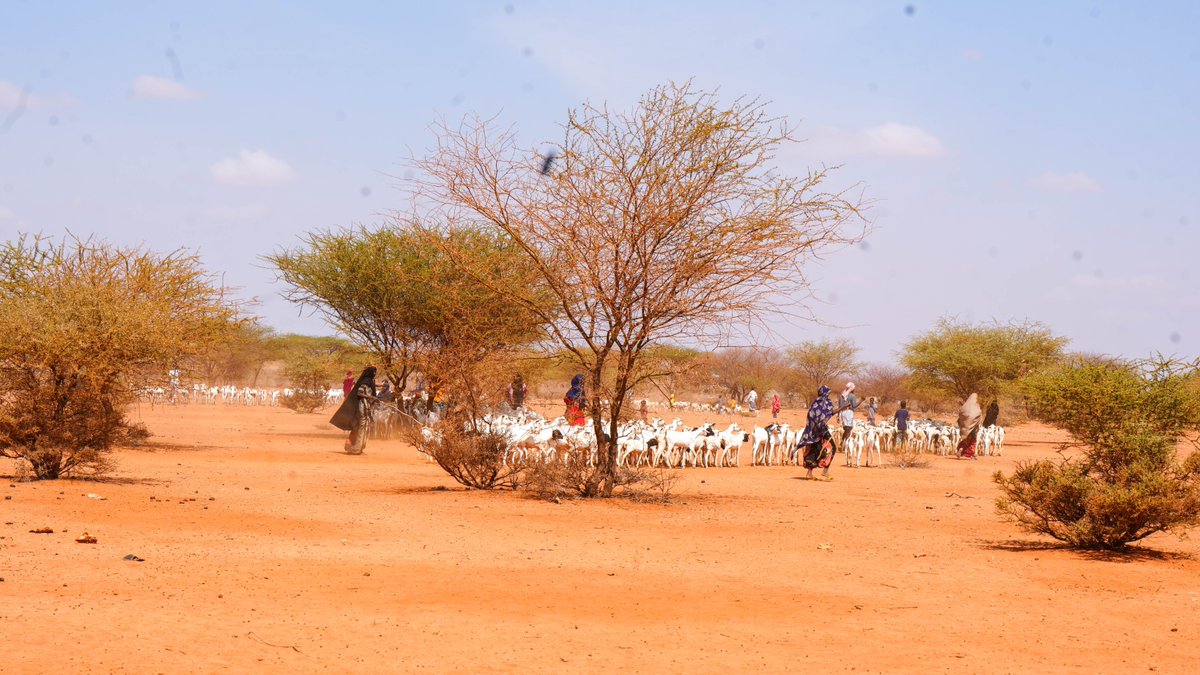 <a href="/EU_Commission/">European Commission</a> <a href="/FAO/">Food and Agriculture Organization</a> <a href="/PstrlistConcern/">Pastoralist Concern</a> <a href="/FAOemergencies/">FAO in Emergencies</a> <a href="/FAOEastAfrica/">FAO Eastern Africa</a> <a href="/FAOKenya/">FAO in Kenya</a> <a href="/FAOSomalia/">FAO in Somalia</a> <a href="/EU_Partnerships/">EU International Partnerships 🇪🇺</a> <a href="/FAOclimate/">FAO Climate Change & Biodiversity</a> <a href="/ZimudziFarayi/">Farayi Zimudzi</a> <a href="/EUinEthiopia/">EU in Ethiopia / የአውሮፓ ህብረት በኢትዮጵያ</a> <a href="/DouglasMagunda/">dmagunda</a> 20-28 Nov: Cross-border collaboration in action:
#PLACE partners from Ethiopia, Kenya &amp; Somalia meet in the Mandera Cluster, Dolo Ado, 🇪🇹, to share experiences &amp; advance climate-resilient pastoral value chains
#Pastoralism
#ClimateAction
#LivestockAdaptation
<a href="/EU_Partnerships/">EU International Partnerships 🇪🇺</a>
<a href="/FAO/">Food and Agriculture Organization</a>