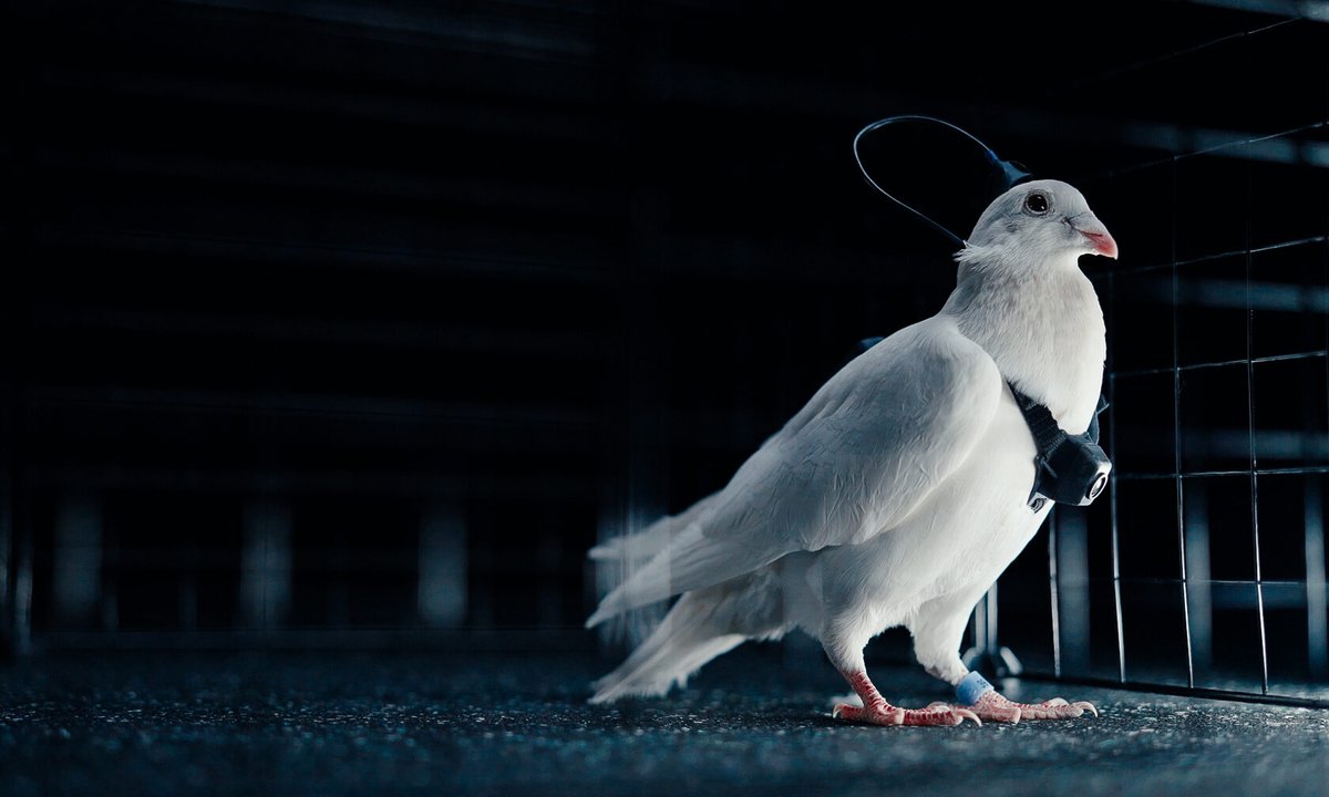 LauraHuu's tweet image. Birds aren&apos;t real! Linkki kommenteissa.