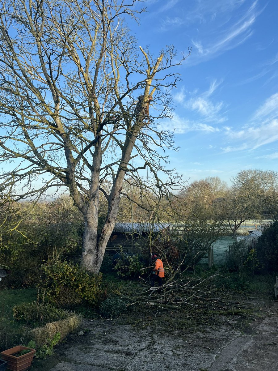 GraceLSDavidson's tweet image. Our Sycamore tree died and wasn’t safe to be left, so is having to be felled. Fascinating watching the tree surgeons do their thing this morning, but sad that a tree that took so long to grow, only takes an hour to be chopped down. Guess we will have plenty of firewood 🪾🌳 #tree