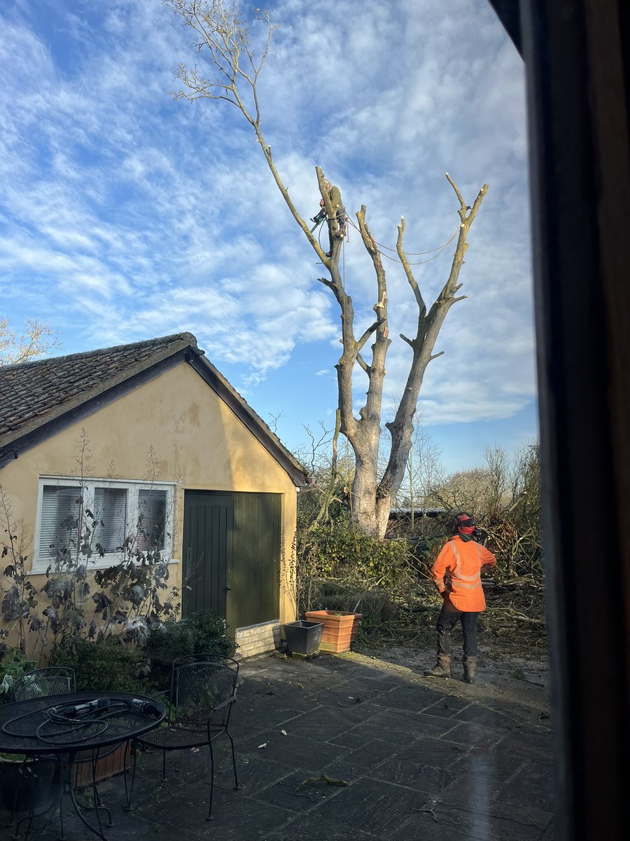 GraceLSDavidson's tweet image. Our Sycamore tree died and wasn’t safe to be left, so is having to be felled. Fascinating watching the tree surgeons do their thing this morning, but sad that a tree that took so long to grow, only takes an hour to be chopped down. Guess we will have plenty of firewood 🪾🌳 #tree
