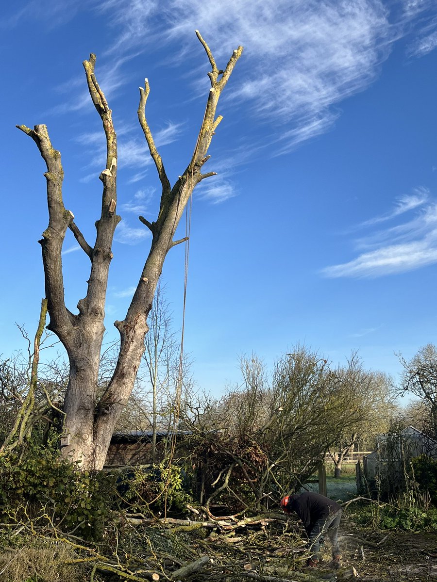 GraceLSDavidson's tweet image. Our Sycamore tree died and wasn’t safe to be left, so is having to be felled. Fascinating watching the tree surgeons do their thing this morning, but sad that a tree that took so long to grow, only takes an hour to be chopped down. Guess we will have plenty of firewood 🪾🌳 #tree