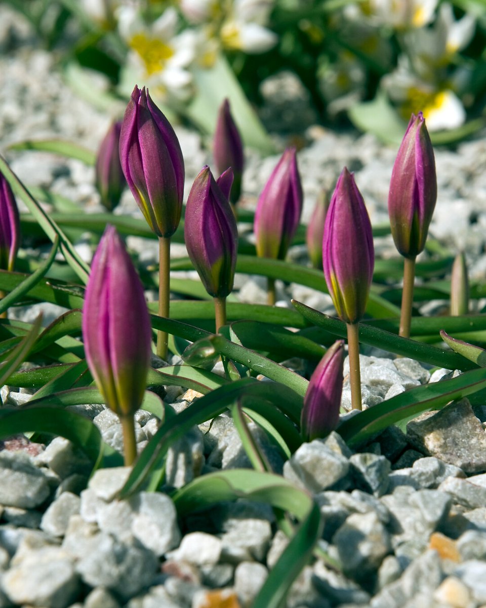 FlowerbulbsCom's tweet image. Tulips are the ultimate spring messengers. Their vibrant colors and elegant shapes bring your garden to life! 🌷🌞  im.nu/CmbHeT #tulipbeauty #springlove #bulbmagic #flowerbulbs #flowerbulbsmakeyoubloom