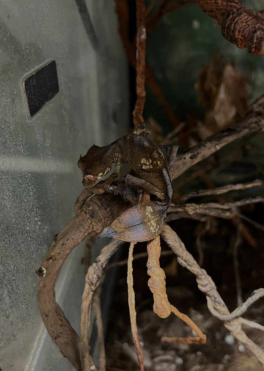 尻尾とせなか紫でとんでもなく美しいのに写真だとほぼ白にしか写らない🙄

#エダハヘラオヤモリ