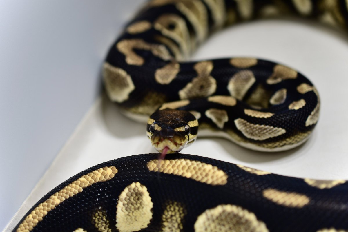 na___Python's tweet image. OD BH