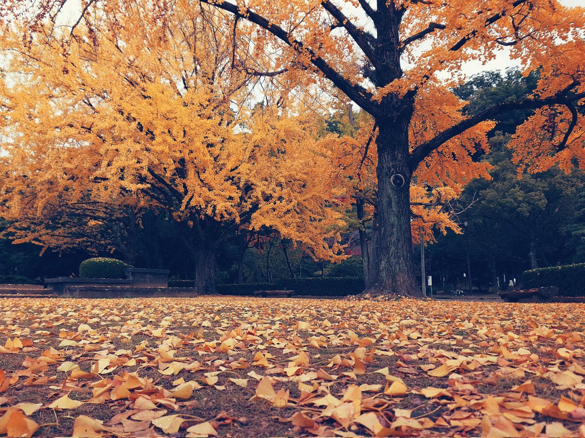 徳島城公園。イチョウ。
#streetphotography #xperia #xperiaproi #徳島 #スナップ写真