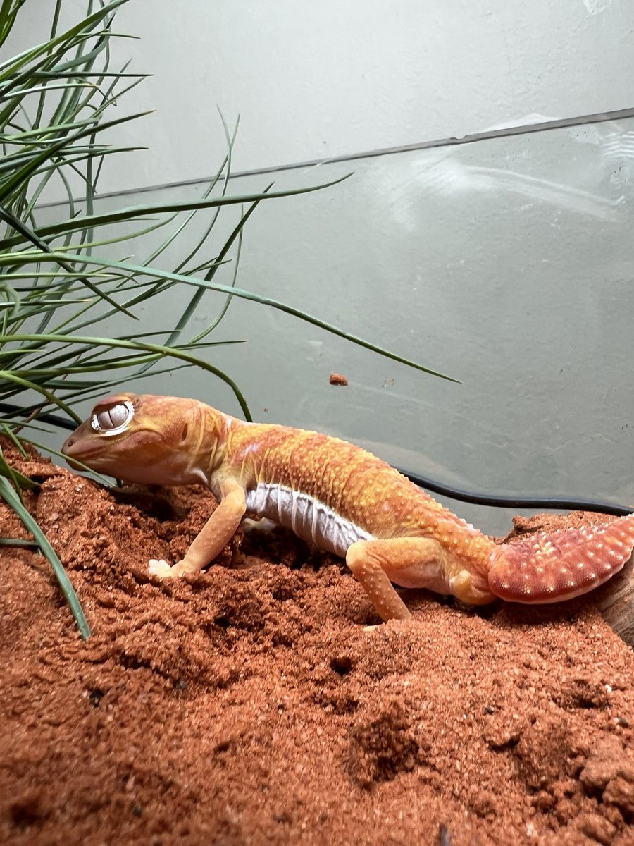 meekor in California tweet media