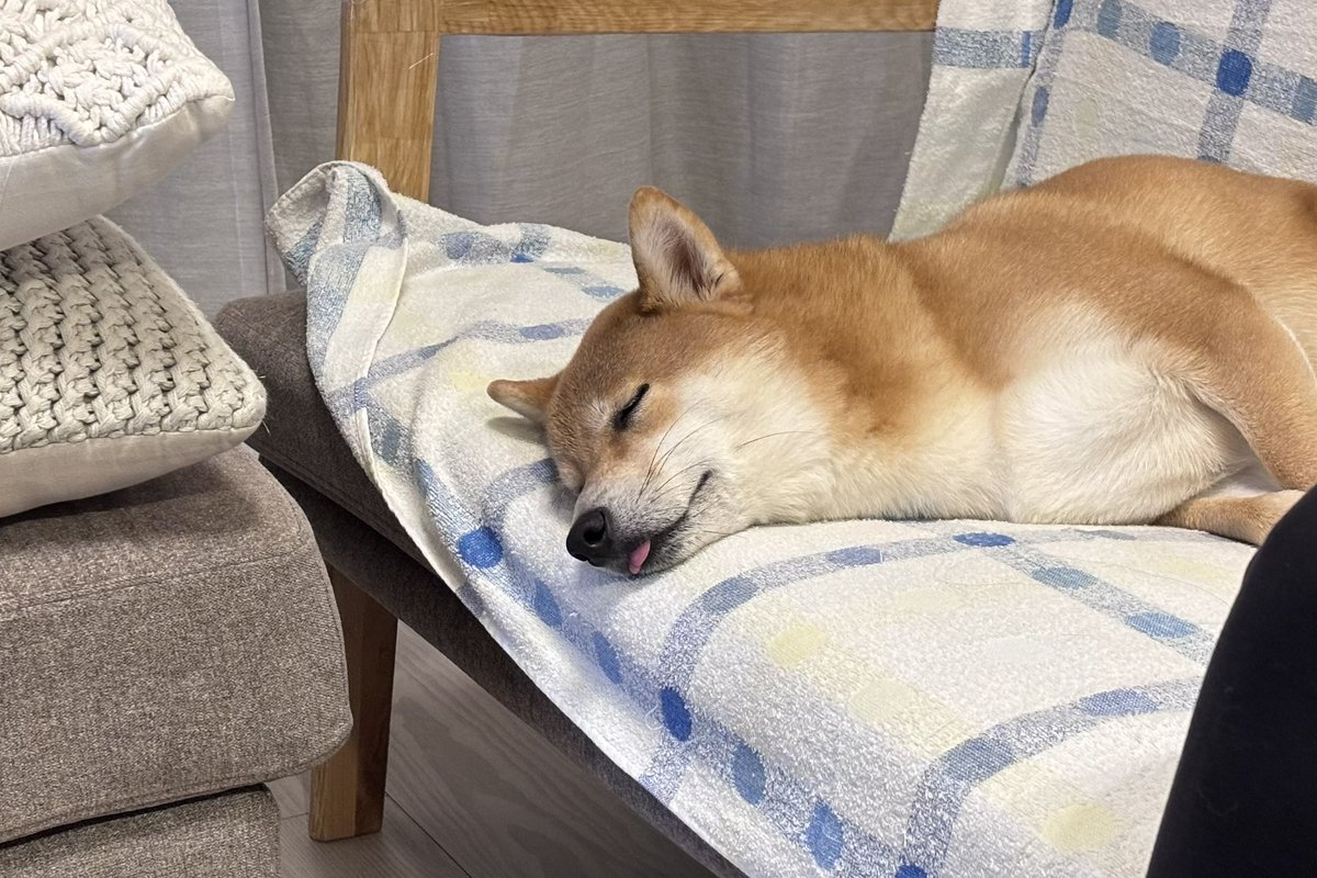 しば犬です。私の汗と涙が染み付いています。 しば犬です。私の汗と涙が染み付いています。 柴犬もも (@shiba210912) /