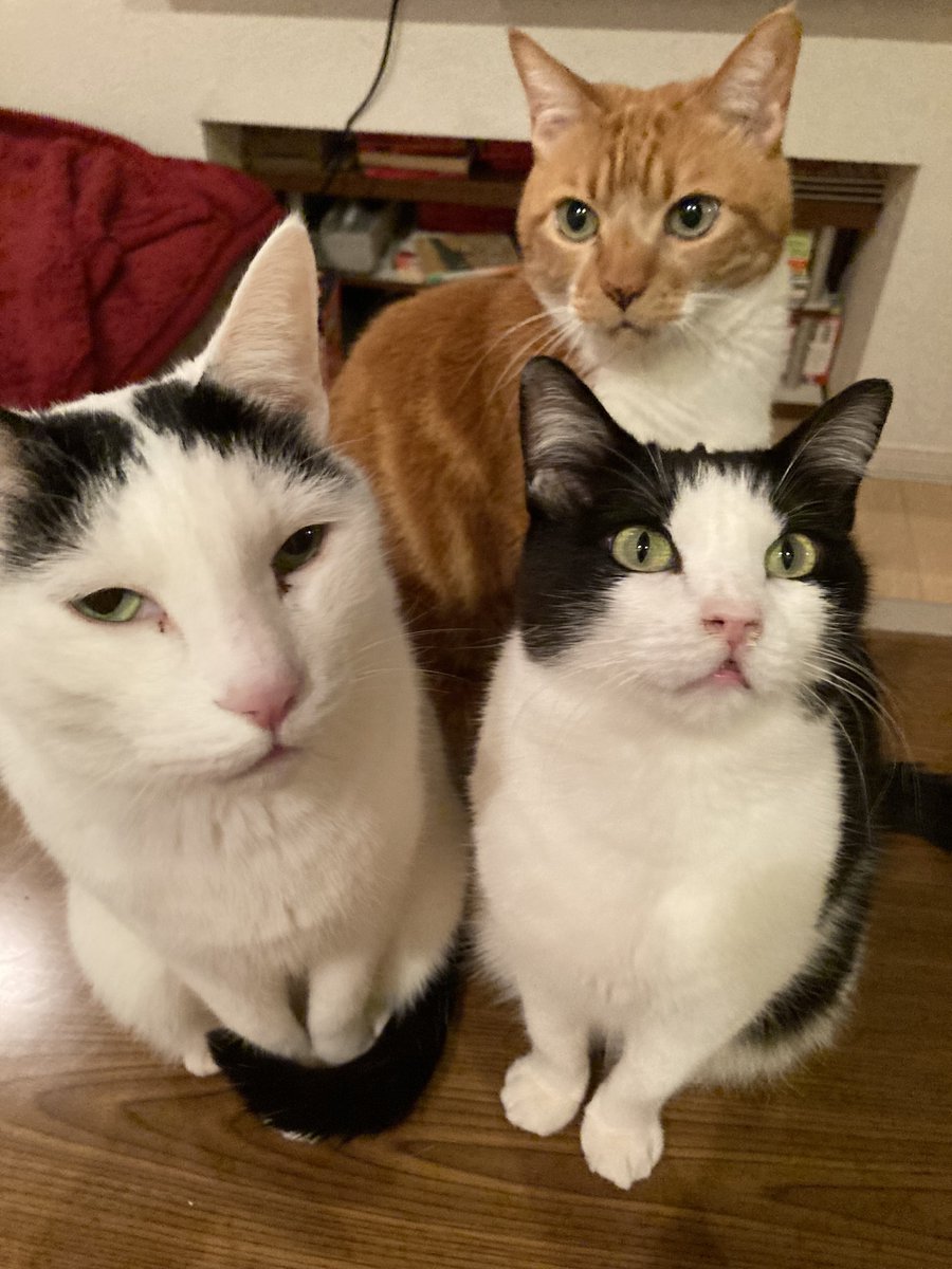 茶とらーず😽猫の役立つ情報発信 (@redtabbycats) / Posts / X