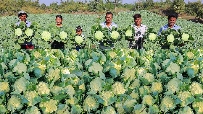 ModifiedAayush's tweet image. Reminder !

Winter is the right season for cauliflower farming.