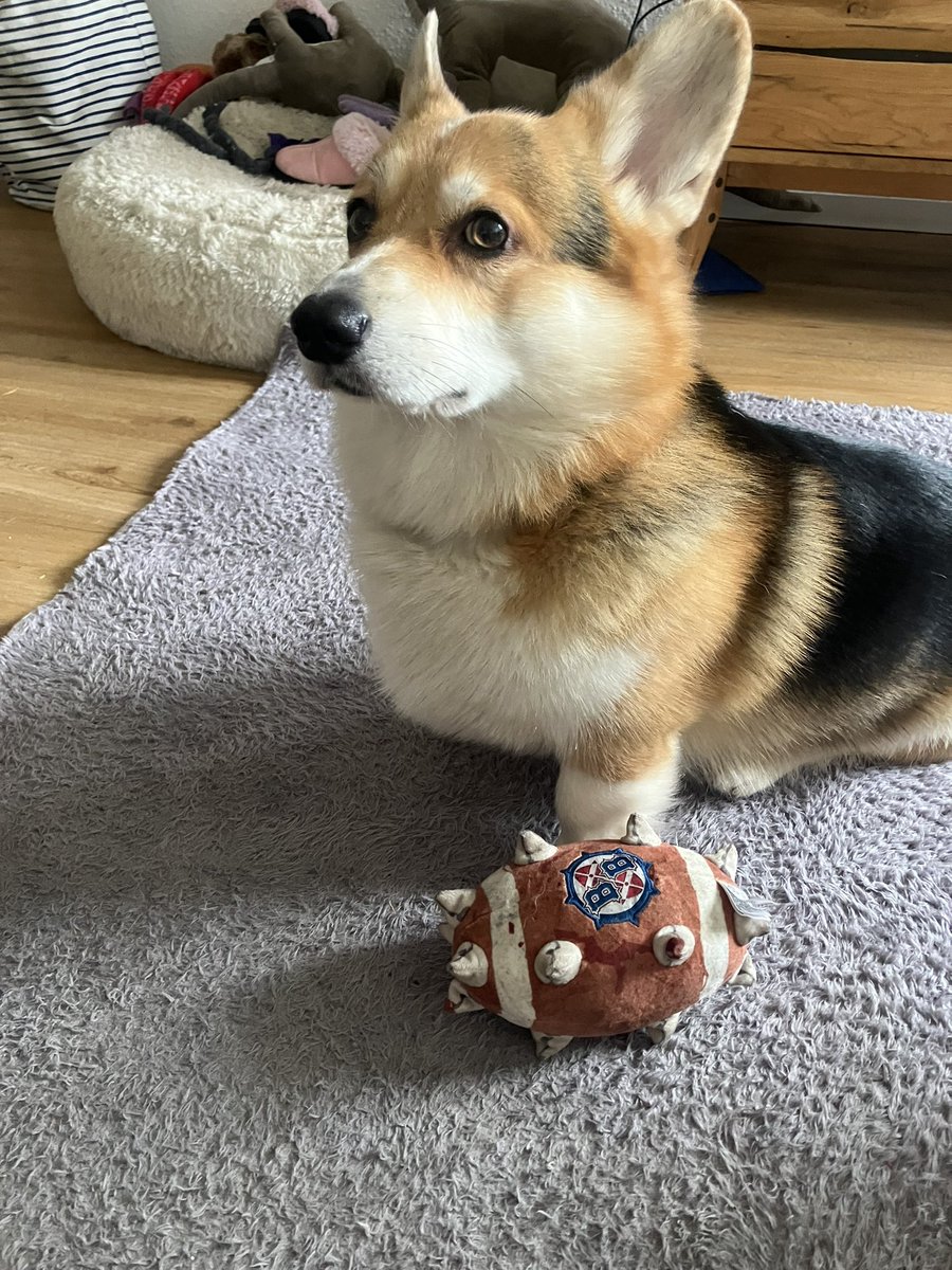 spudWorks2020's tweet image. Even my #corgi loves #bloodbowl. 🤷‍♂️
