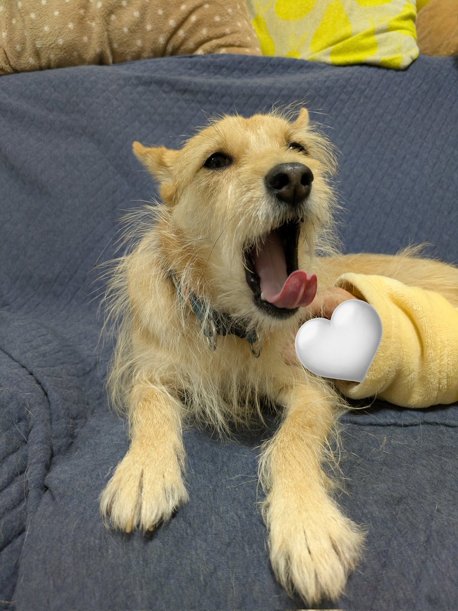 犬ちゃん (@dogchan1010) / Posts / X