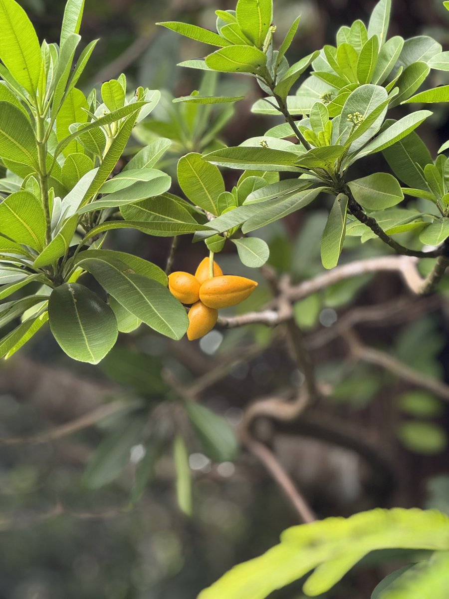 ヤロードの果実
小笠原固有のキョウチクトウ科の常緑高木です。葉はアデニウムに似ているように感じます。