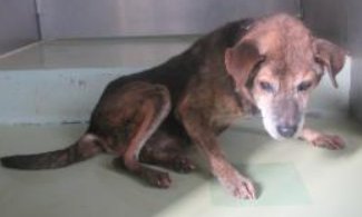 mama88872520's tweet image. 迎えを待ってます😟お心当たりのある方、教えてあげて🙏
pref.okayama.jp/page/859555.ht…
#岡山県  美作市  美作市土居  11/25収容
#茶黒の垂れ耳犬 ♂️ 茶黒の中型犬  青いノミ取り首輪 
#迷子犬 #迷い犬  勝央町  兵庫県  佐用町  上郡町 
拡散希望   飼い主様・関係者以外の連絡不可です。