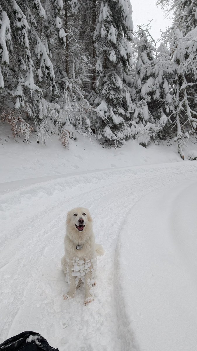 GM from me and my pooch 🦴❤️