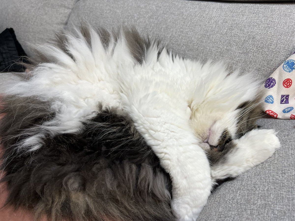 Post by †┌┘松ヲタの屍 (Next11/29,30)└┐† on X: ニャンモナイト