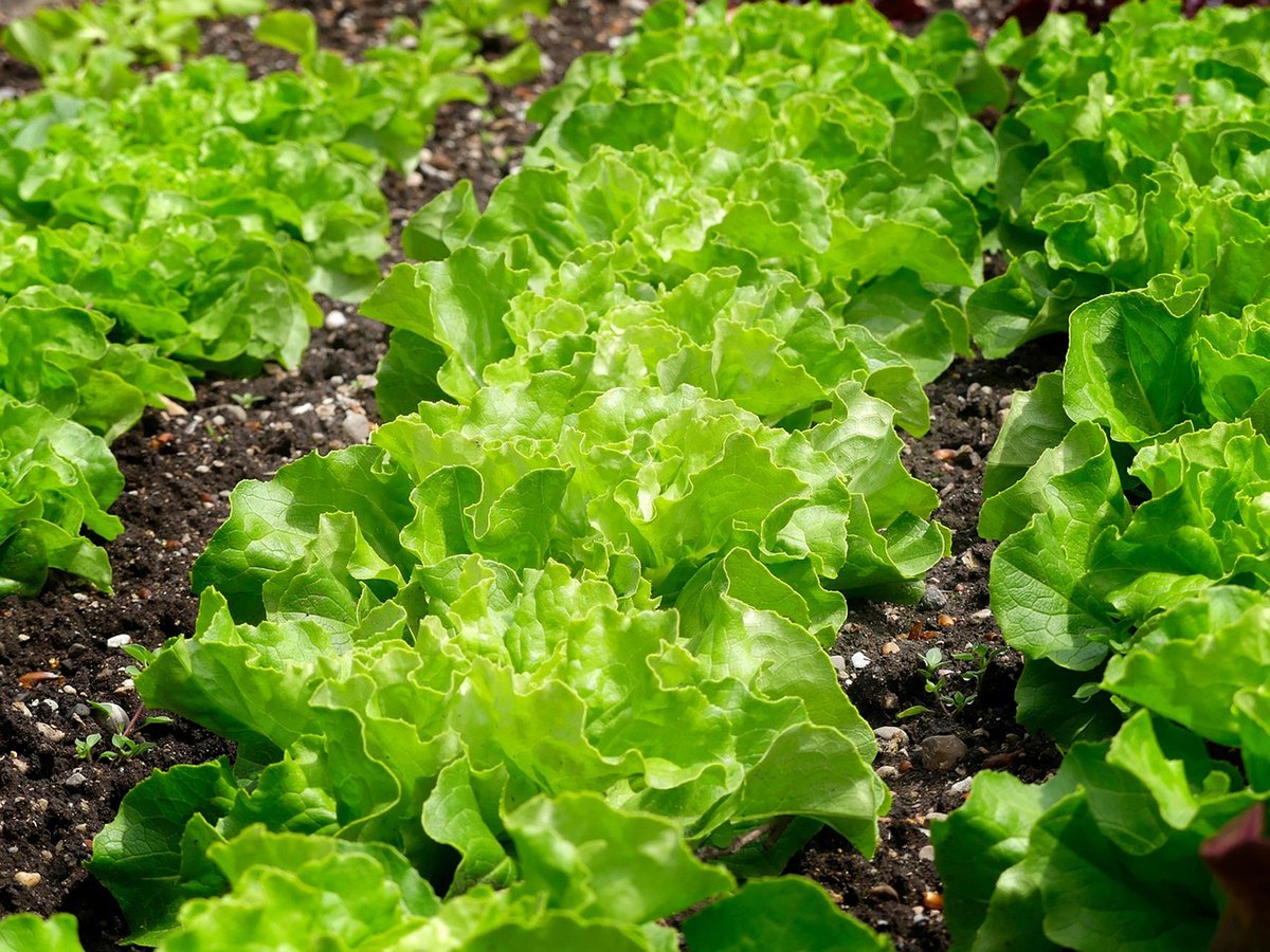 AgroNewsCV's tweet image. Un manejo controlado de salinidad y bioestimulantes mejora la microbiota de las hortalizas
@CSIC @CSICval 

agronewscomunitatvalenciana.com/un-manejo-cont…