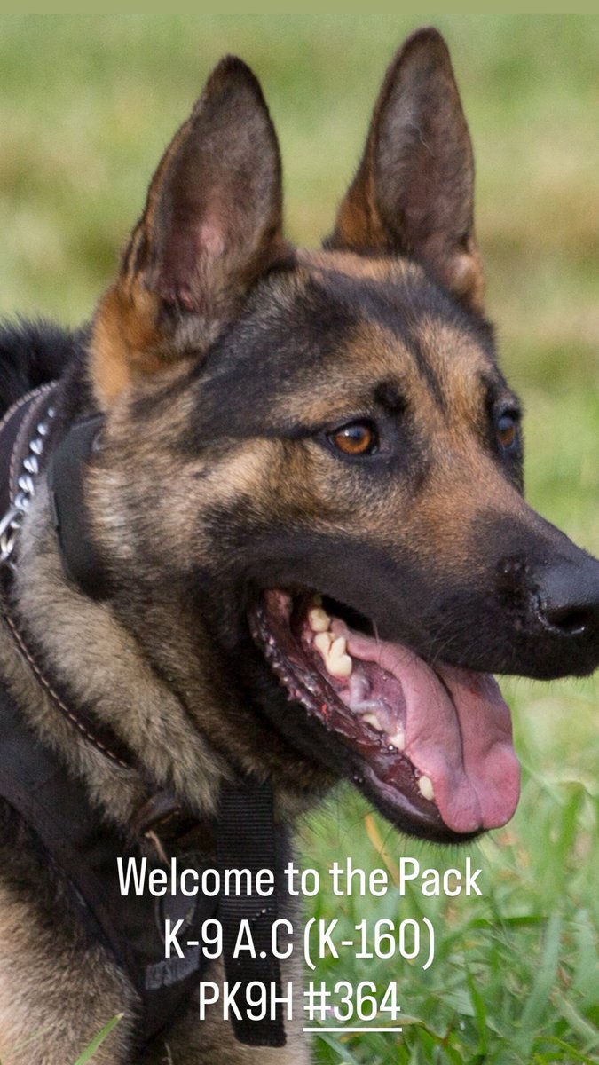 ProjectK9Hero's tweet image. Please welcome retired K-9 “A.C.” (K-160) to the Project K-9 Hero Pack, as our 364th Program Member. 

K-9 A.C., is a 11-year-old male Belgian Malinois/Dutch Shepherd mix, who honorably served with the Norfolk, VA Police Department, for five years from 2016 - 2021.