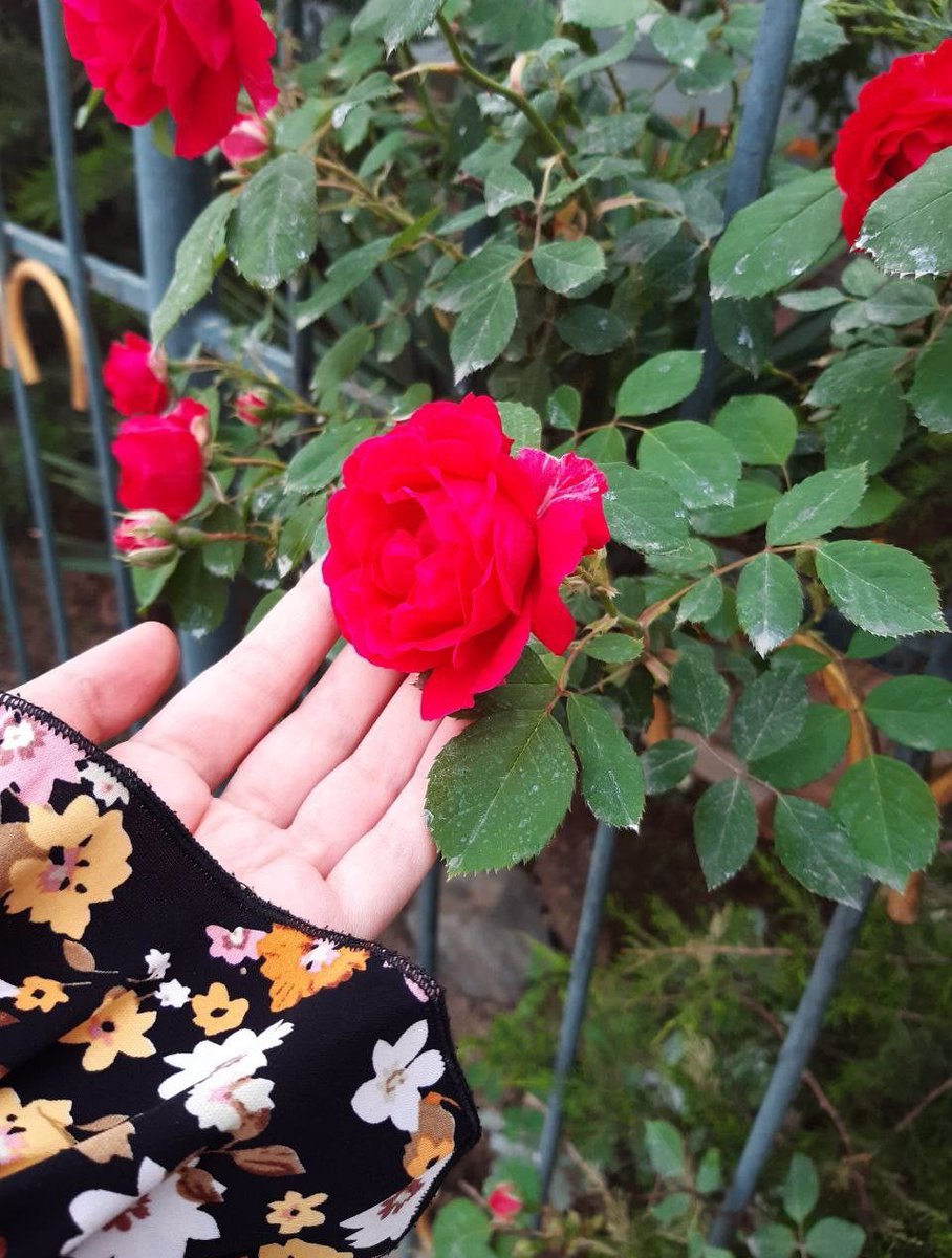 .🍃🌹🍃
.
.
.من يستثنيك .. 
.
يستحقك..
.
.
.🍃🤍🌹🍃